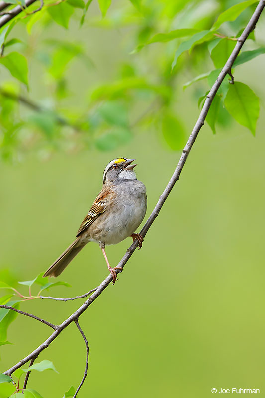 White-throated Sparrow Lackawanna Co., PA   May 2016