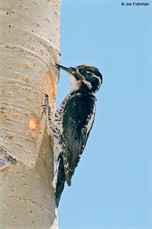 American Three-toed Woodpecker Dixie N.F. near Koosharem, UT    June