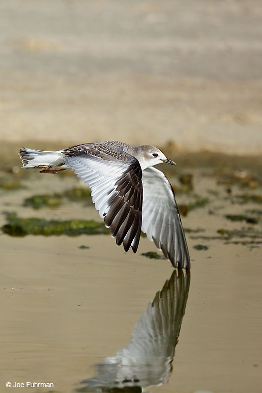 Sabine's Gull winter plumageBallona Creek-L.A. Co., CA October 201