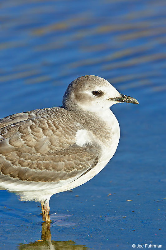 Sabine's Gull winter plumageBallona Creek-L.A. Co., CA October 2016