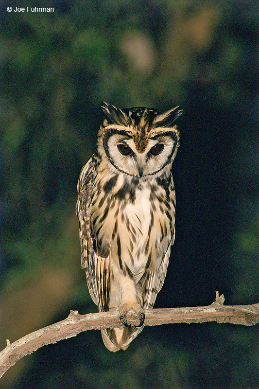 Striped Owl Hato Pinero, Venezuela    December