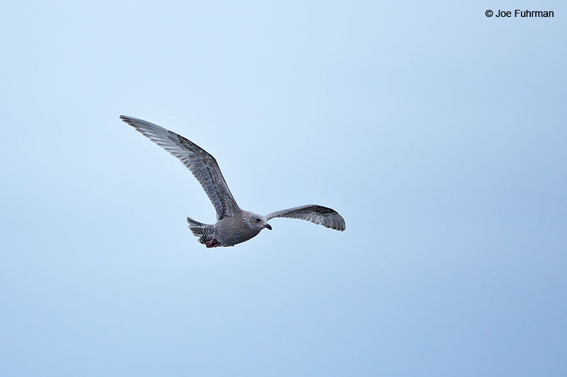 Thayer's GullBarrow, AK    October 2016