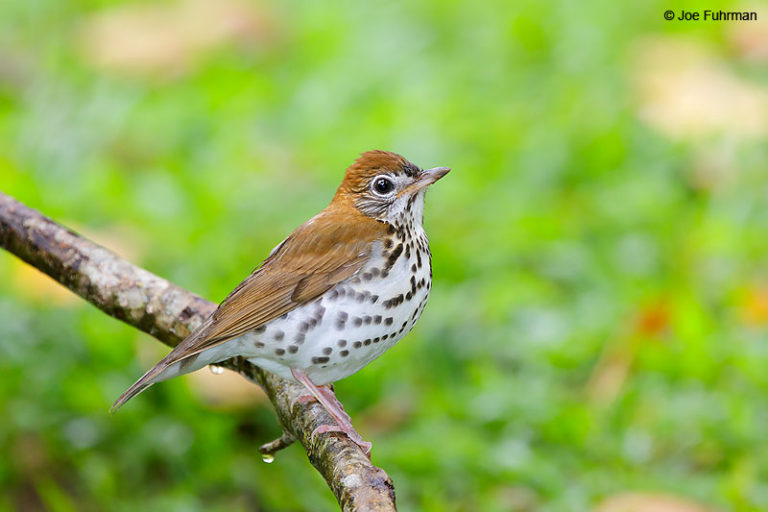 Wood Thrush – Joe Fuhrman Photography