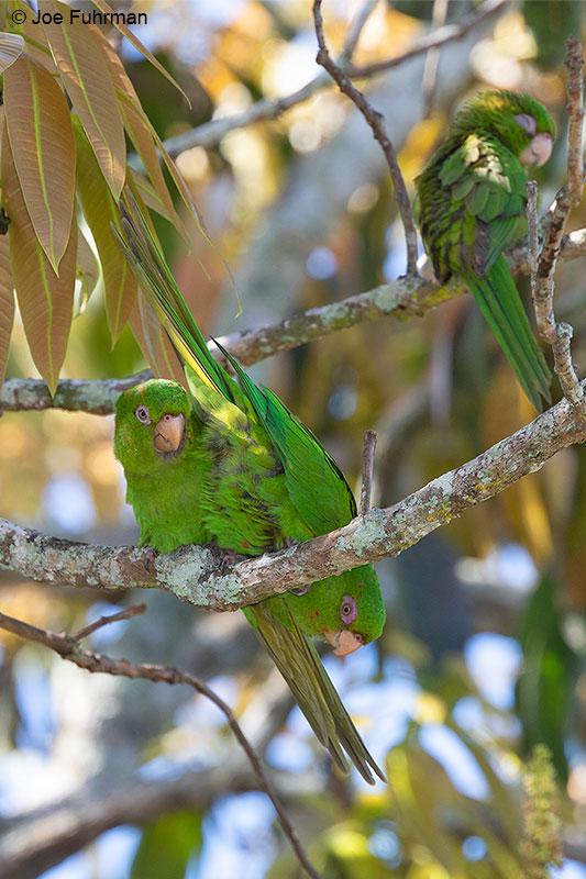 Cuban Parakeet – Joe Fuhrman Photography
