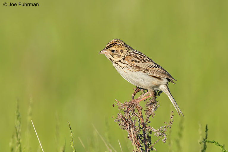 Baird’s Sparrow – Joe Fuhrman Photography