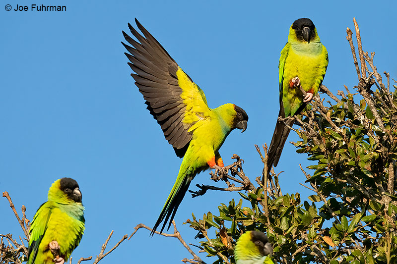 Nanday Parakeet – Joe Fuhrman Photography