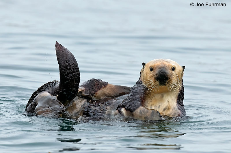 Sea Otter – Joe Fuhrman Photography