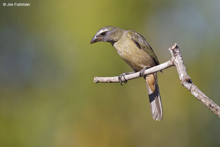 Cinnamon-bellied Saltator – Joe Fuhrman Photography