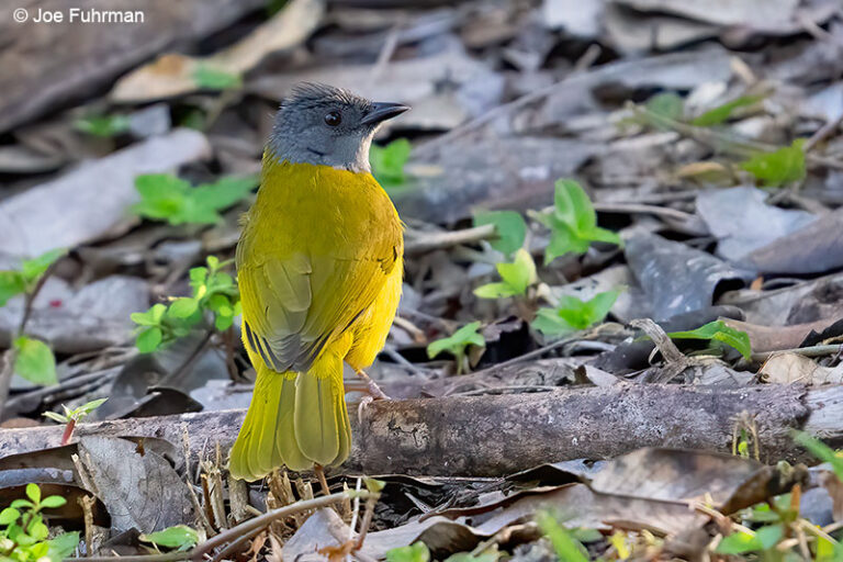 Gray-headed Tanager – Joe Fuhrman Photography