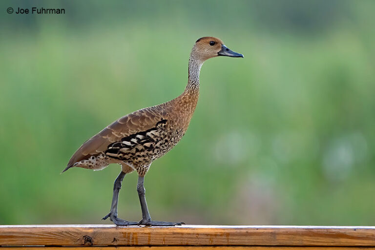 West Indian Whistling-Duck – Joe Fuhrman Photography